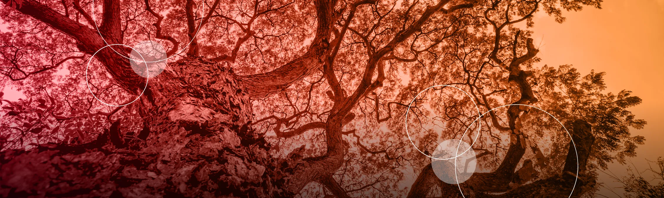 trees , from the bottom point of view