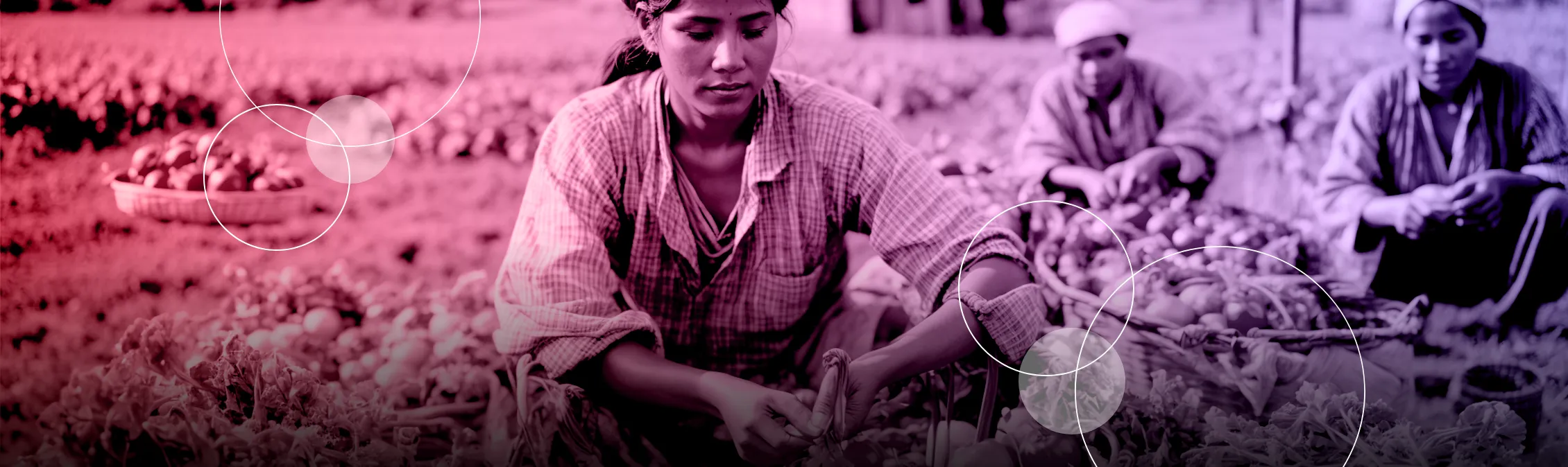 woman working on agricultural field