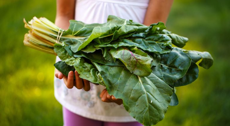 Regenerative Food Producers: Champions of Climate Resilience