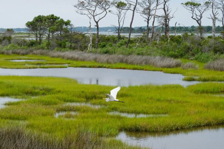Wetlands: A secret Weapon Against Climate Change