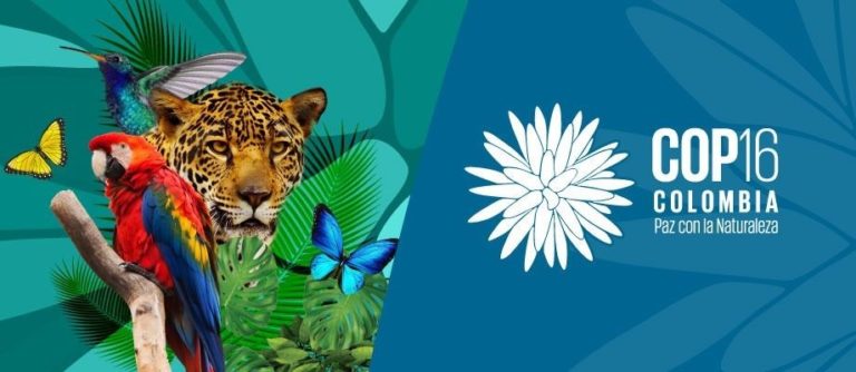 UN Biodiversity Conference (COP16): Our Foundation Granted Observer Status