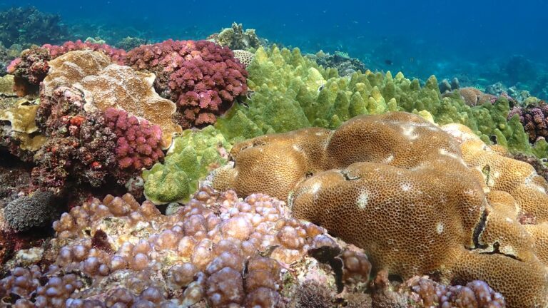 Indonesia: Inspecting the Mechanics of Coral Reef Conservation