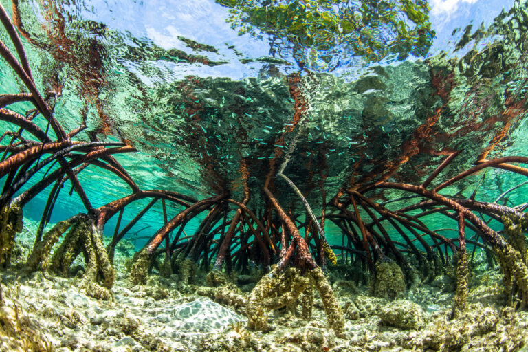 New Partnership to Advance Blue Carbon Projects and Coastal Resilience