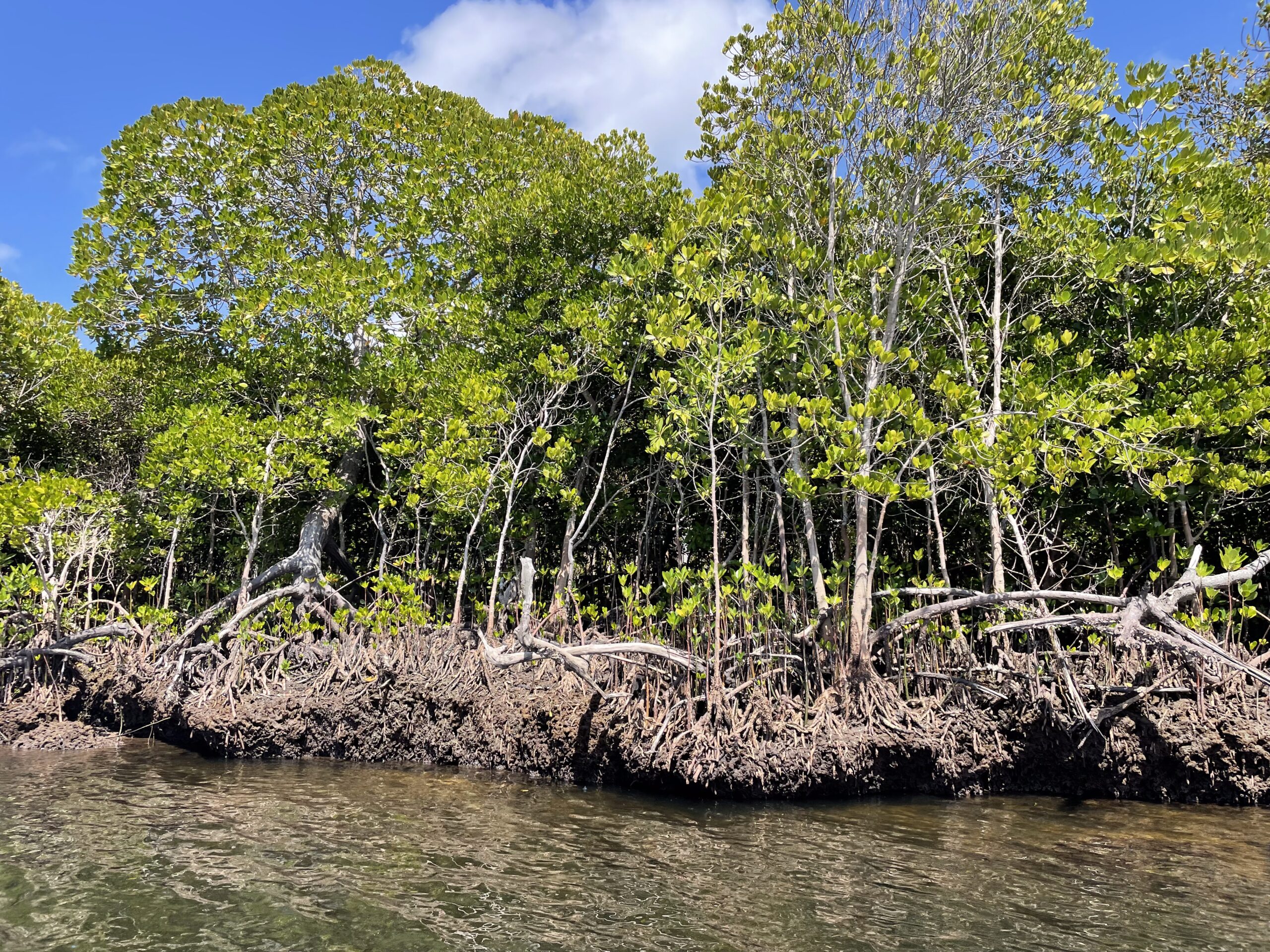 Generating Revenue From Conservation to Build Resilience in Coastal Kenya