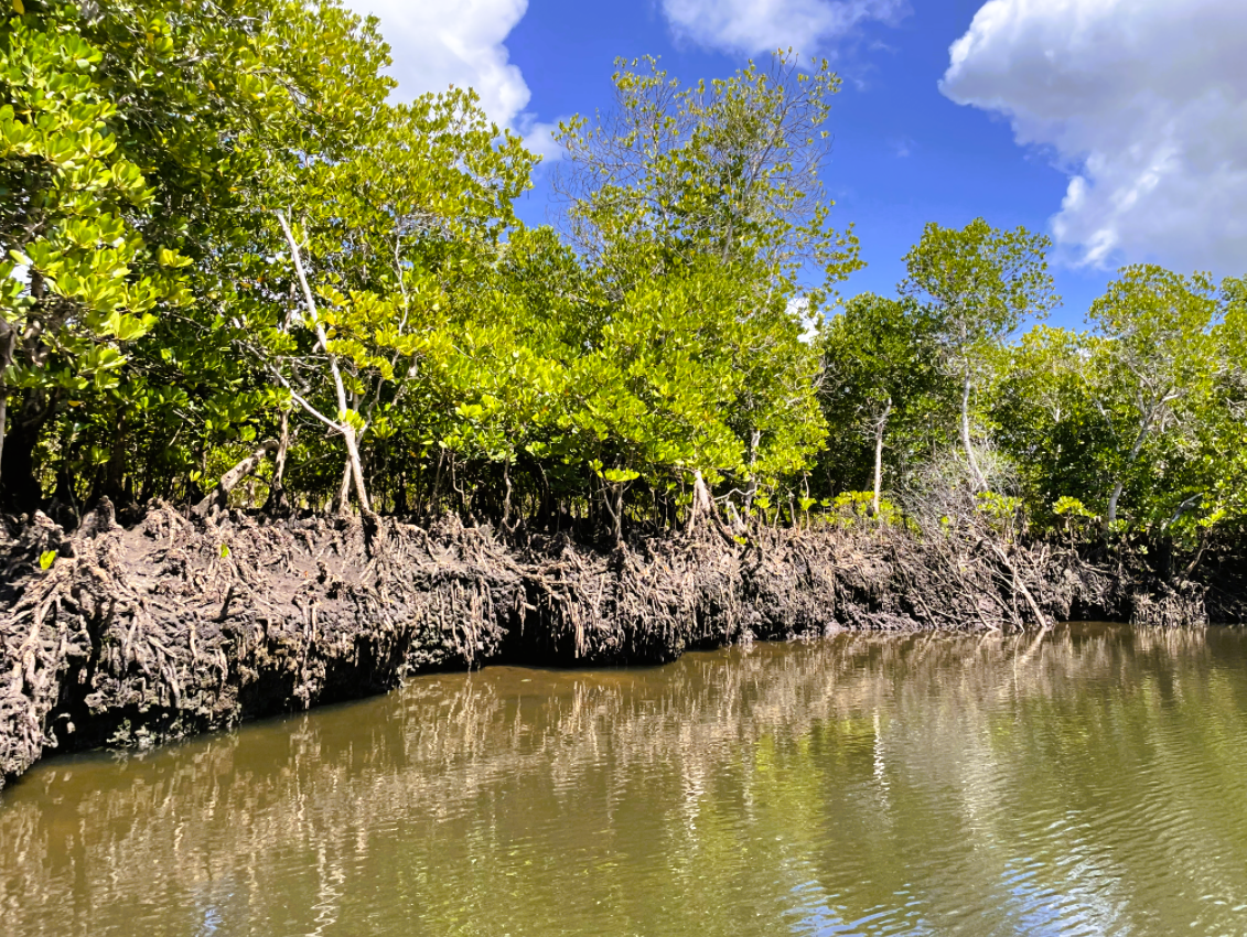 PV-mangroves