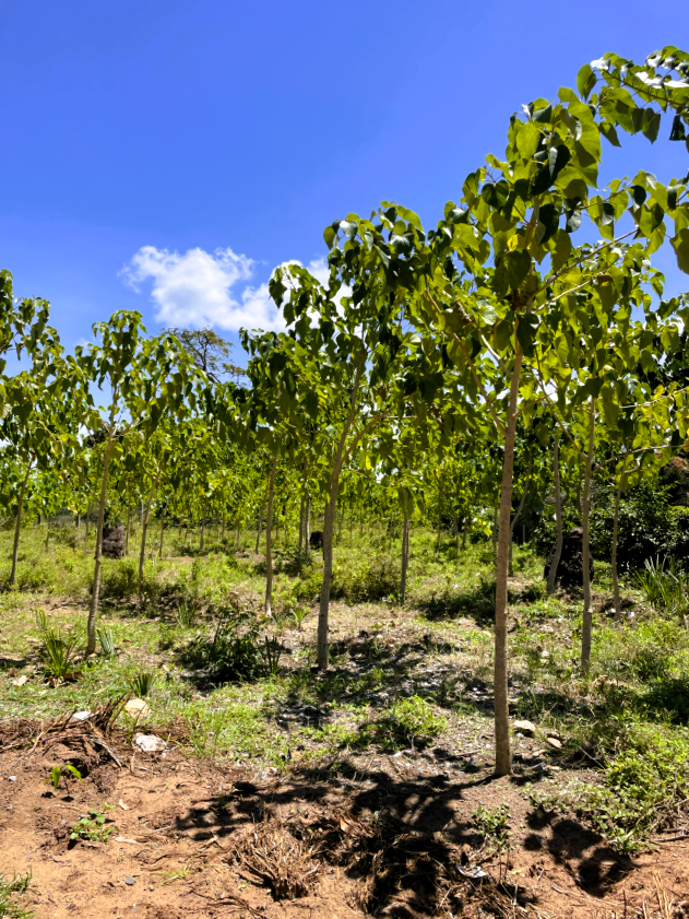 Woodlots-1